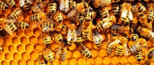 bees-population-decline