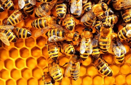 bees-population-decline