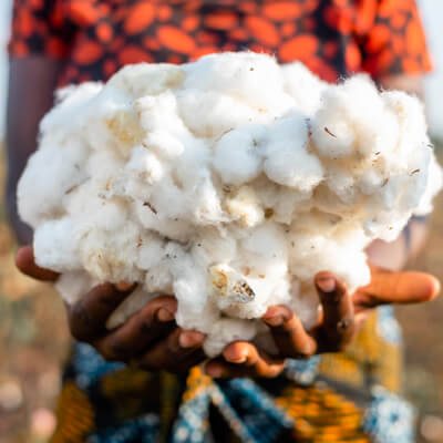 sustainable cotton harvesting